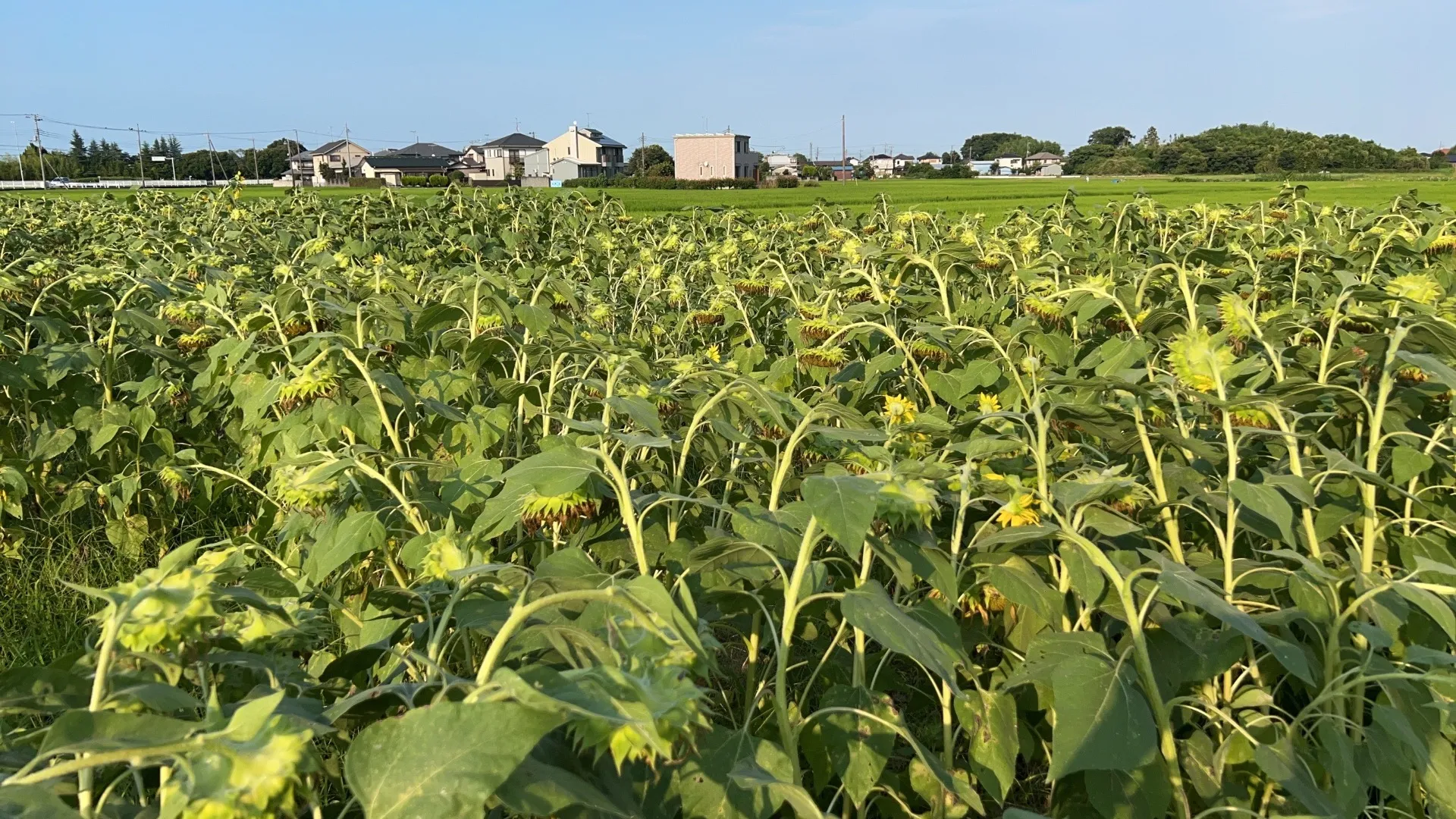 🌻ひまわりのご挨拶 ー 種の季節がやってきました🌻