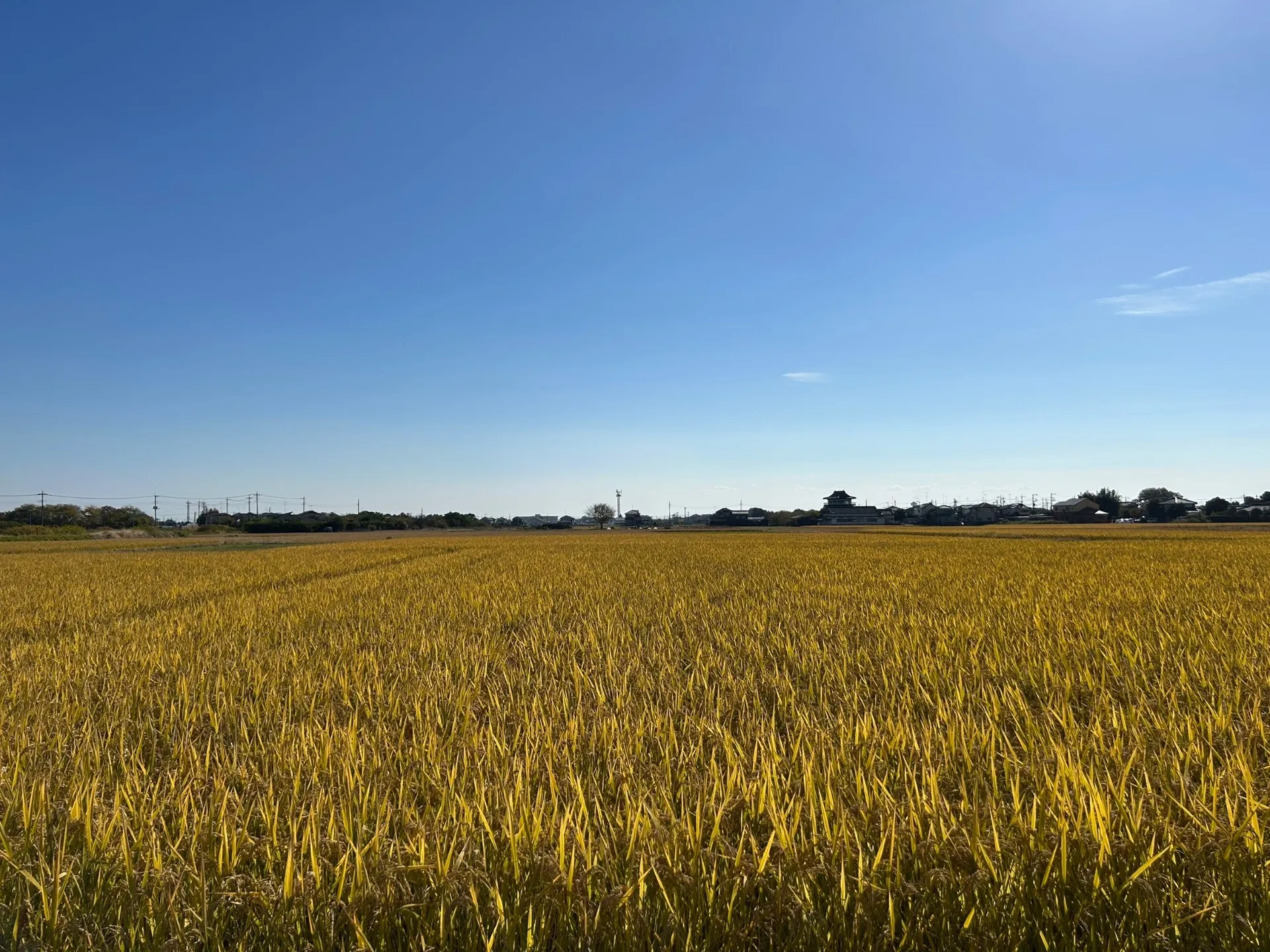 米作りの現場から〜稲刈り後の現場