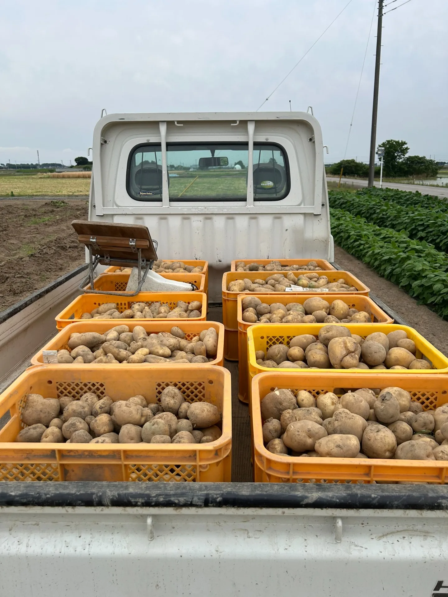 農家の現場から〜じゃがいも体験