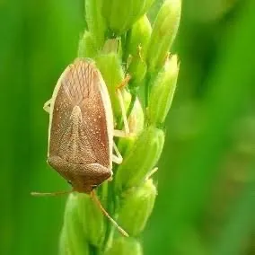 米作りの現場から〜カメムシの越冬と稲刈り後の耕運の大切さ