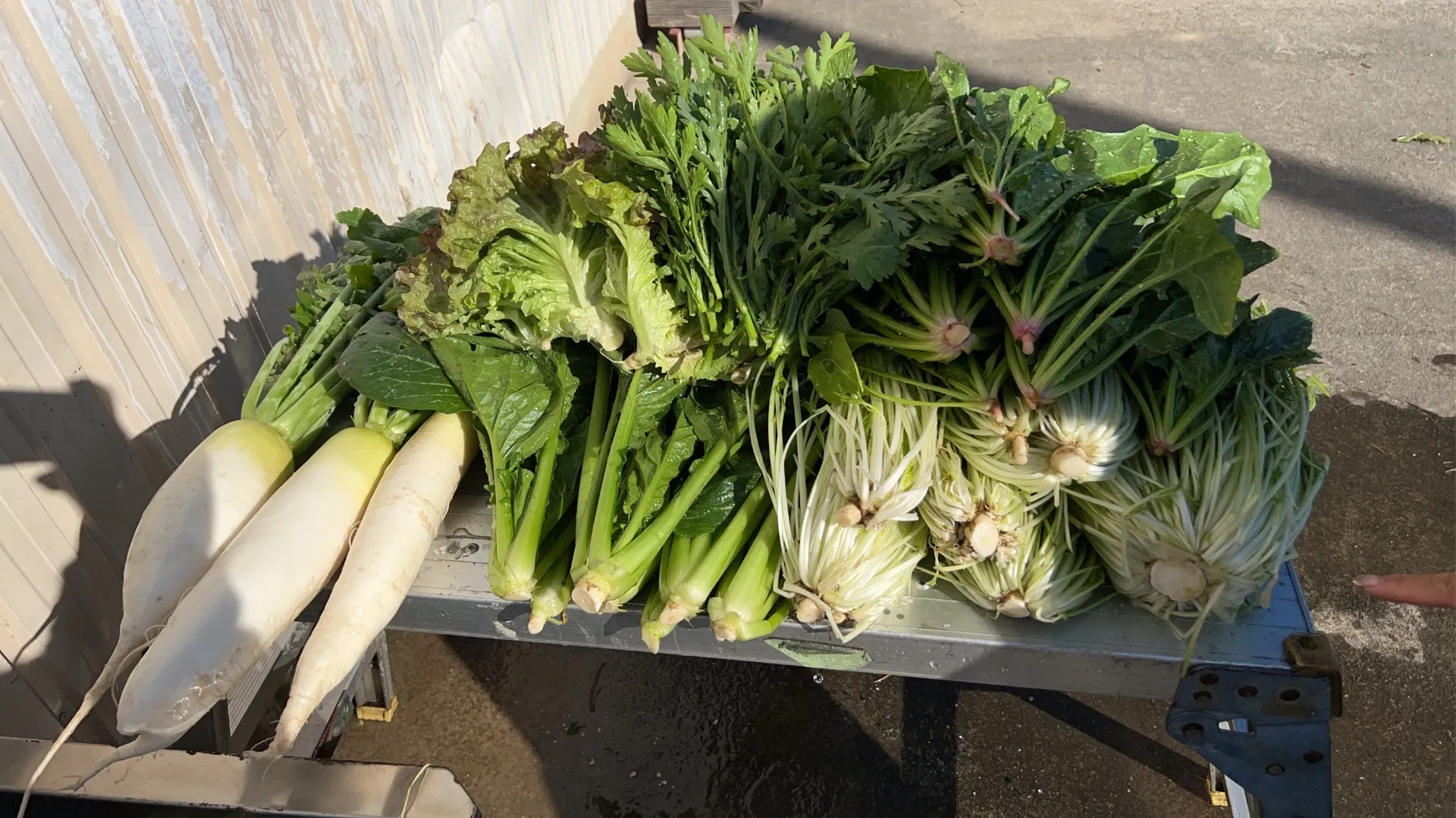 ❄️ 冬の無農薬　葉物野菜がいよいよ収穫期