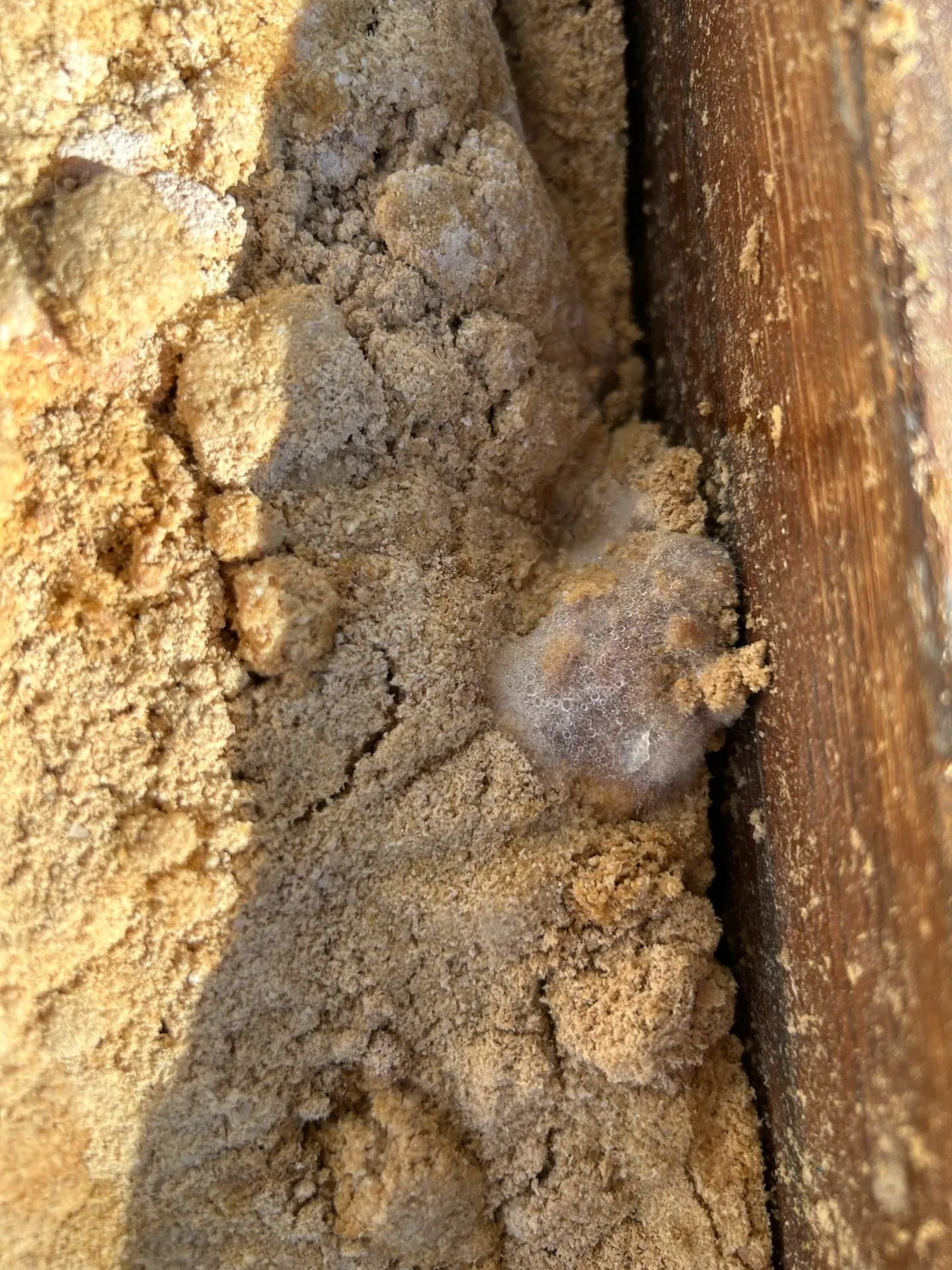 🌱肥料づくりに欠かせない「白い菌糸」