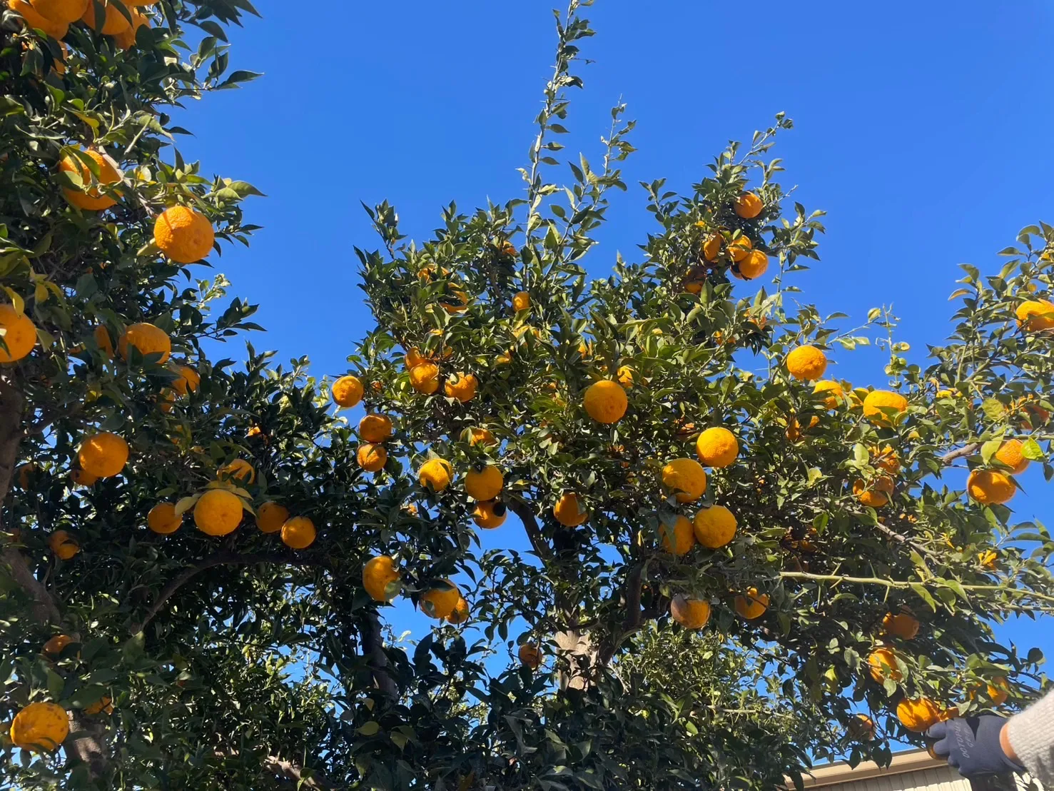 🍊冷えやすい女性の体と、ゆらぎ肌に  季節限定「柚子Nucco」