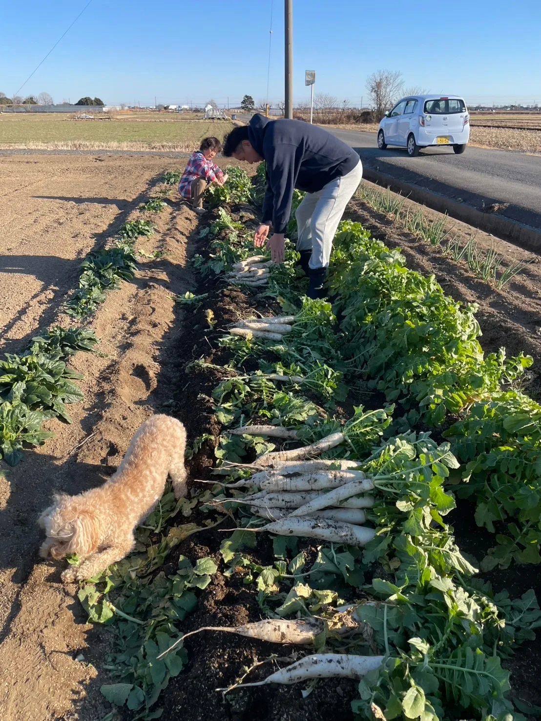 野菜作りの現場から〜沢庵大根