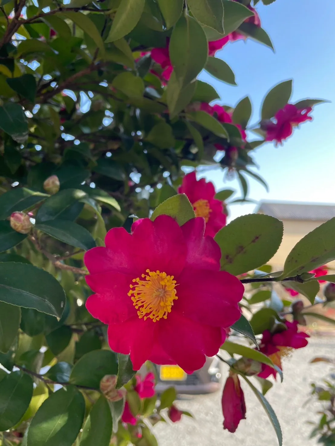 椿採取の季節。自然の恵みをNuccoへ