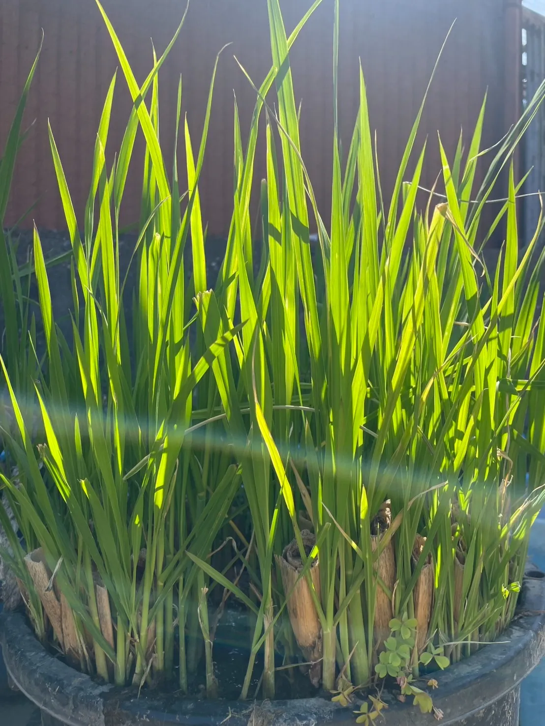 神宿る草 マコモの新芽